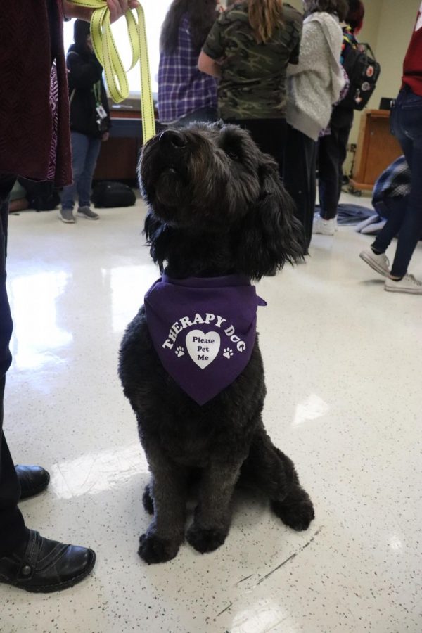 A Therapy dog sits and waits patiently to be pet. 