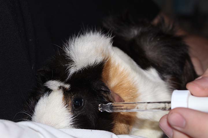 Guinea pigs are very commonly tested on. 
