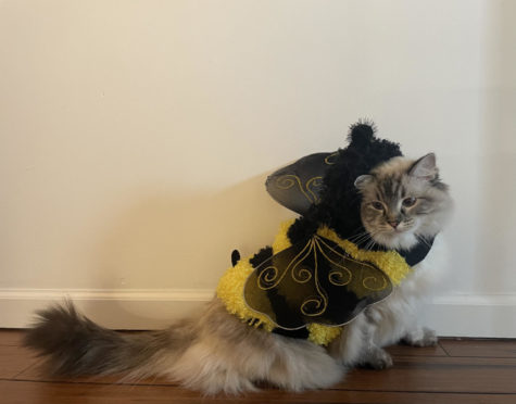 Ragdoll cat Dina models her bumblebee costume.