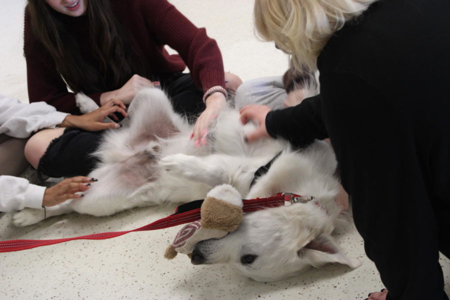 Smiling and laughing, students pet a therapy dog in the library.