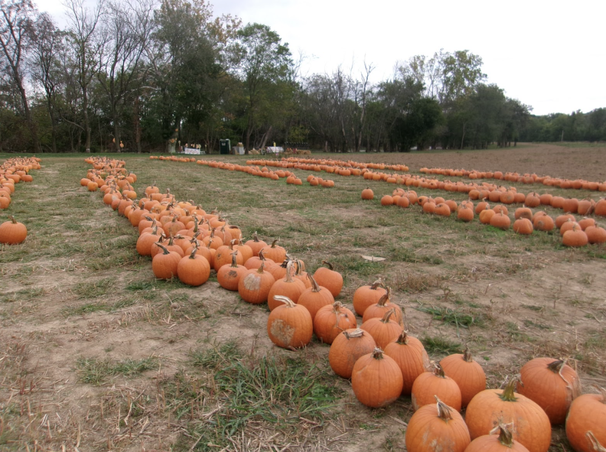 It's becoming more normal to see off-the-vine pumpkins being sold in patches.
